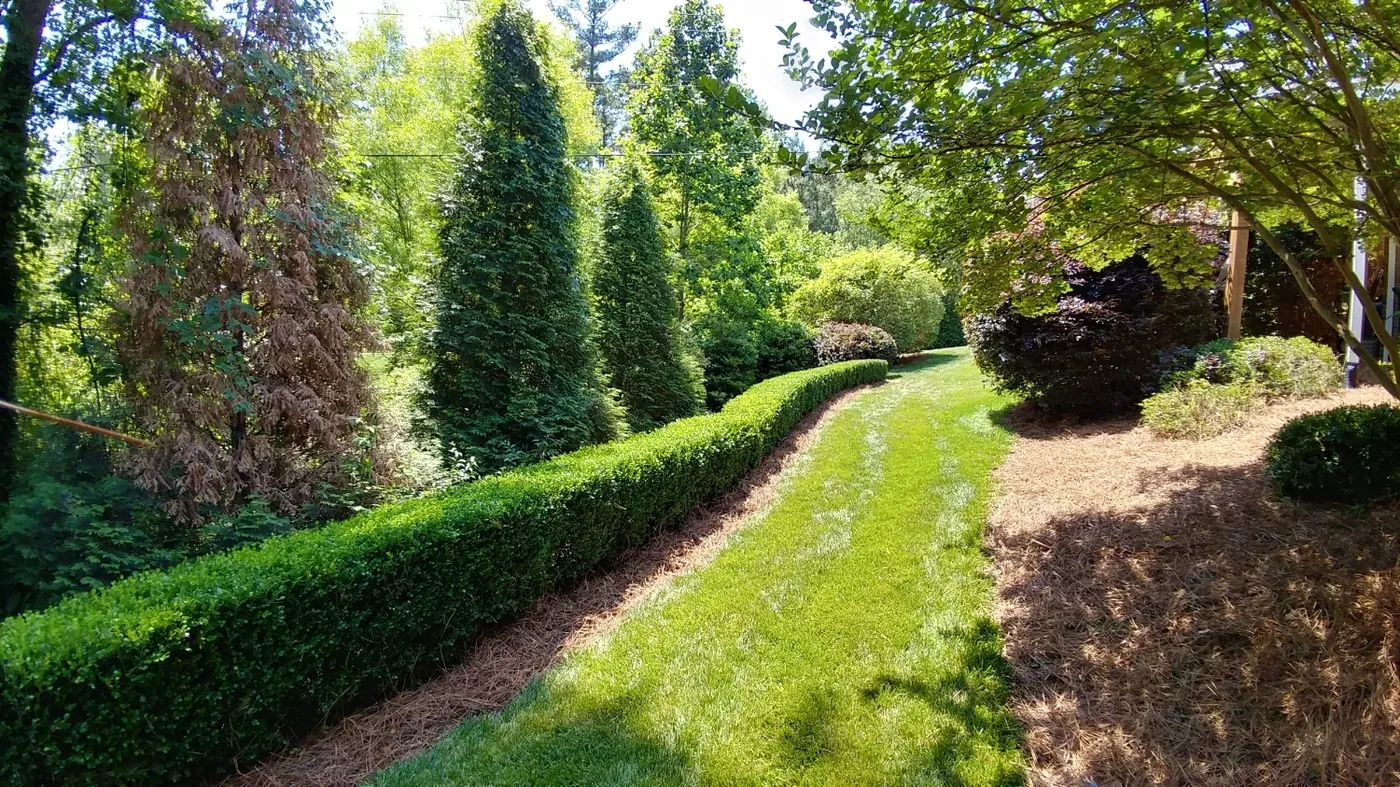 Long green hedges trimmed into clean, even lines